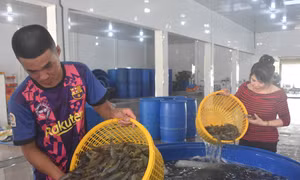 Chị Nguyễn Thanh Thủy luôn theo sát các hoạt động chế biến, sản xuất tại doanh nghiệp. Ảnh: Tuấn Kiệt