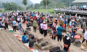 Khu vực chợ lợn tại Chợ phiên San Thàng (Lai Châu) nhộn nhịp người bán, người mua. Ảnh: Nguyễn Oanh – TTXVN