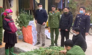 Lực lượng chức năng huyện Yên Minh kiểm đếm số cây thuốc phiên của gia đình bà Vầy Thị Chổm (người đội khăn) trồng trái phép. Ảnh: TTXVN phát