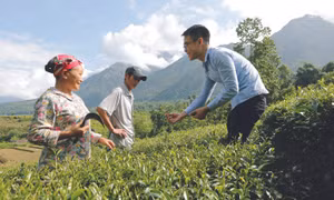 Cán bộ ngành nông nghiệp Lai Châu hướng dẫn đồng bào kỹ thuật thu hái chè “1 tôm 2 lá”. Ảnh: Việt Hoàng