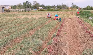 Nông dân Sóc Trăng kỳ vọng vụ hành tím