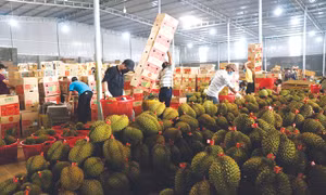 Nắm bắt được yêu cầu của thị trường xuất khẩu nông sản, trong đó có sản phẩm sầu riêng, nhiều doanh nghiệp, hợp tác xã tại huyện Krông Pắc (Đắk Lắk) đã chủ động tìm hiểu các quy định, sản xuất theo tiêu chuẩn đảm bảo vệ sinh toàn thực phẩm. Ảnh: Tuấn Anh