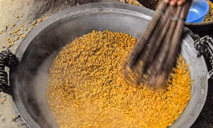 Hạt lúa nếp to, chắc vừa mới chín được bà con Khmer lựa chon để quết cốm dẹp. Ảnh: Huỳnh Lâm