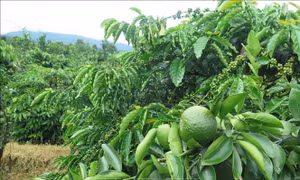 Mô hình trồng xen canh cây ăn quả (cam) trong vườn cà phê của người dân xã Ngọc Wang, huyện Đăk Hà, tỉnh Kon Tum. Ảnh: Dư Toán – TTXVN