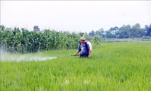 Nông dân xã Kim Phú, thành phố Tuyên Quang sử dụng thuốc bảo vệ thực vật để diệt trừ sâu hại lúa. Ảnh: Quang Cường- TTXVN