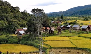 Một diện tích nhỏ trong vườn quốc gia Kon Ka Kinh (một trong hai vùng lõi của khu dự trữ sinh quyển Cao nguyên Kon Hà Nừng) có người dân bản địa trồng lúa từ nhiều đời nay. Ảnh: TTXVN phát