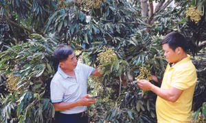 Ông Lê Danh Phúc (bên trái), Phó Giám đốc Hợp tác xã dịch vụ nông nghiệp Bảo Minh hướng dẫn xã viên cắt tỉa nhãn để nhãn đạt năng suất, chất lượng tốt nhất. Ảnh: Quang Quyết