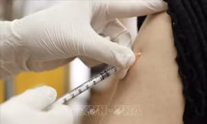Bộ Y tế chính thức phê duyệt tiêm vaccine Pfizer liều 0,2 ml cho trẻ từ 5 đến dưới 12 tuổi. Ảnh: Minh Quyết - TTXVN