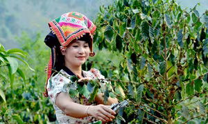 Nhân dân xã Muổi Nọi, huyện Thuận Châu chăm sóc cây cà phê. Ảnh: Quang Quyết – TTXVN