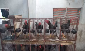 Gà Hồ được nuôi tại một hộ gia đình ở thị trấn Hồ, Thuận Thành, Bắc Ninh. Ảnh: Quế Ánh -TTXVN