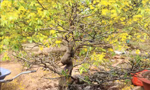Cây mai vàng được người dân ở làng mai vàng Phước Định tạo dáng độc đáo hình con phụng hoàng. Ảnh: Lê Thúy Hằng – TTXVN