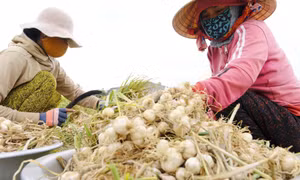 Vụ mùa này nông dân huyện Vạn Ninh đã xuống giống khoảng 150ha tỏi, tập trung chủ yếu tại hai xã Vạn và xã Vạn Thạnh. Ảnh Đặng Tuấn – TTXVN