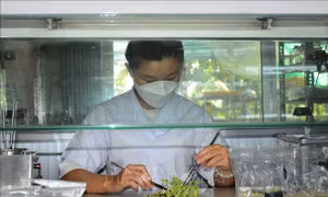 Kỹ sư Nguyễn Phượng Hằng thực hiện quy trình cấy mô tại phòng thí nghiệm. Ảnh: Nhựt An – TTXVN