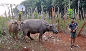 Đồng bào S’Tiêng (Bình Phước) vui mừng lùa đàn trâu về chuồng. Nguồn: nongnghiep.vn