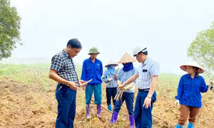 Tuyên Quang hơn 320 ha mía chết do hạn hán