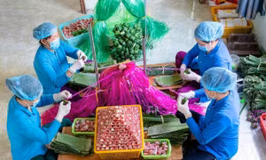 Hoạt động tại một cơ sở sản xuất nem trên địa bàn thị trấn Lai Vung, huyện Lai Vung, tỉnh Đồng Tháp. Ảnh:baodongthap.vn