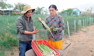 Măng tây xanh là loại cây trồng giúp đồng bào Chăm ở xã Phước Hải, huyện Ninh Phước thoát nghèo. Ảnh: An Hiếu