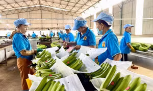 Gia Lai xúc tiến xuất khẩu hàng nông sản chủ lực sang Trung Quốc