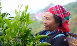Giữ gìn hương vị chè Suối Giàng