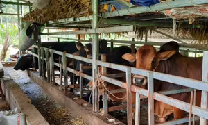 Giá trâu bò giảm mạnh - nghề chăn nuôi ở Cao Bằng gặp khó khăn