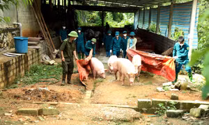 Tuyên Quang: 53 xã công bố dịch tả lợn châu Phi