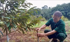 Cựu chiến binh làm giàu, giúp đồng bào dân tộc thiểu số xóa đói giảm nghèo