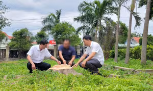 Chặt hạ 17 cây xanh trong khuôn viên trụ sở UBND xã để 'lấy kinh phí sửa chữa trụ sở'