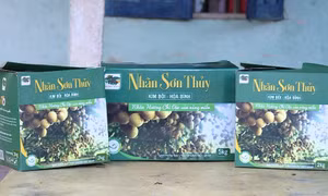 Nhãn Sơn Thủy mở rộng vùng trồng, nâng tầm xuất khẩu EU