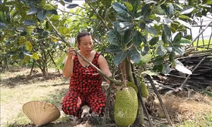 Quảng Nam: Chuyển đổi đất ruộng trồng lúa kém hiệu quả sang trồng cây ăn quả