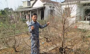 Làng hoa đào Nhà Nít rộn ràng vào vụ Tết Canh Tý 2020