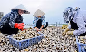 Trà Vinh: Khuyến khích phát triển nghề nuôi nghêu