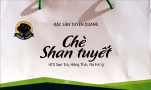 Phát triển thương hiệu chè Shan tuyết Na Hang
