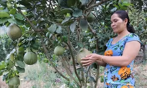 Xây dựng thương hiệu bưởi da xanh Phước Bình