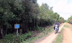 Tăng thu nhập từ nhận khoán bảo vệ rừng