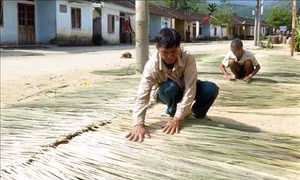 Cây đót giúp đồng bào vùng cao Trà Bồng tăng thu nhập 