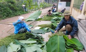 Sắc xanh của lá dong Tràng Cát