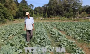 Nông nghiệp Trà Vinh cần cơ cấu lại mùa vụ sản xuất phù hợp 