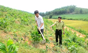 Tuyên Quang đặt mục tiêu trồng mới 10.000 ha rừng