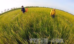 Nhân rộng mô hình sản xuất lúa sử dụng phân bón thông minh ở huyện Tháp Mười