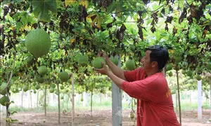 Trà Vinh: Hỗ trợ vốn vay ưu đãi cho hợp tác xã phát triển sản xuất