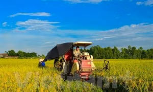 Giảm thiệt hại do thời tiết bất lợi và sâu bệnh gây ra
