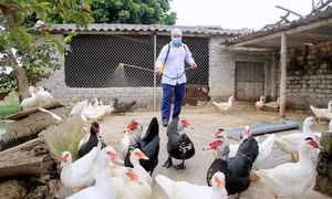 Nghệ An tập trung khống chế dịch cúm H5N6 trên gia cầm