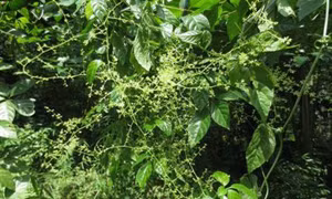 Thanh Hóa chuyển đổi nhiều diện tích đất nông nghiệp kém hiệu quả sang trồng cây dược liệu