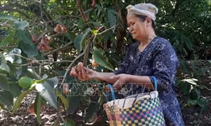 Thu nhập cao từ chuyển đổi cây trồng