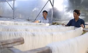 Xuân về ở làng nghề sản xuất miến Chi Lăng