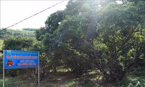 Bắc Giang thực hiện hiệu quả các chính sách, nâng cao đời sống vùng đồng bào dân tộc