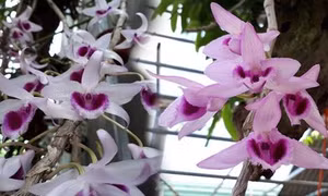 Trồng phong lan - Hướng phát triển kinh tế mới ở phố núi Tuyên Quang
