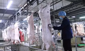 Khuyến nghị các doanh nghiệp chăn nuôi giảm giá lợn xuống dưới 75.000 đồng/kg