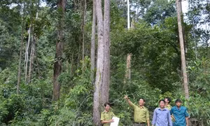 Huyện biên giới Ia H'Drai nỗ lực bảo vệ rừng trong tháng cao điểm khô hạn