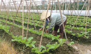 Trên những cánh đồng Hà Nội mùa dịch 